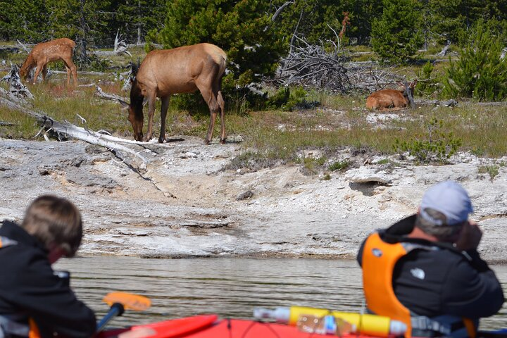 Lake Yellowstone Half Day Kayak Tours Past Geothermal Features  - Photo 1 of 9